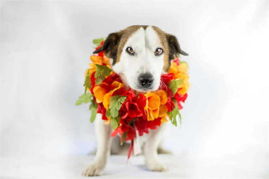 Kystes dentaires chez le chien : symptômes, traitement et prévention