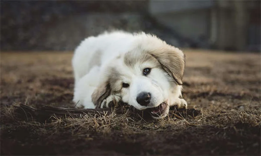 Troubles de la coagulation chez le chien : symptômes et solutions