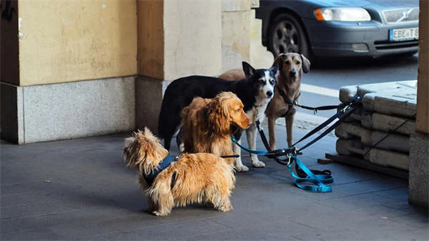 Acupuncture pour chiens : 5 bienfaits prouvés pour soulager votre animal