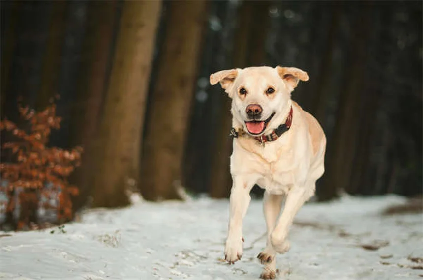 Pyrantel Pamoate pour chiens et chats : guide complet et conseils vétérinaires