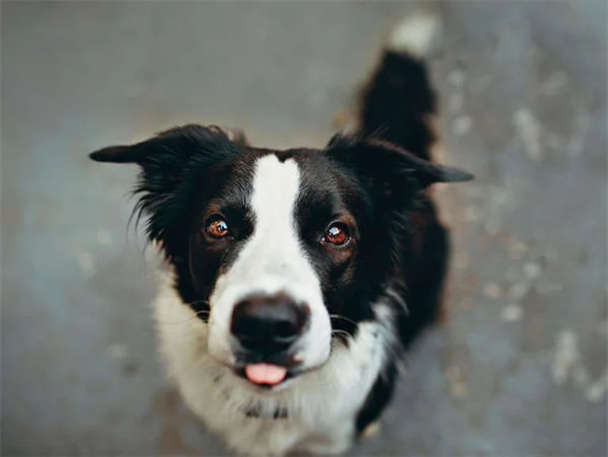 Comprendre l'agressivité canine : 5 signes à ne jamais ignorer