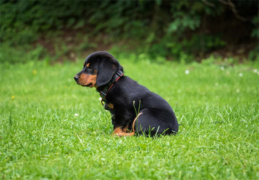 Mon chien se lèche trop : solutions efficaces pour le soulager