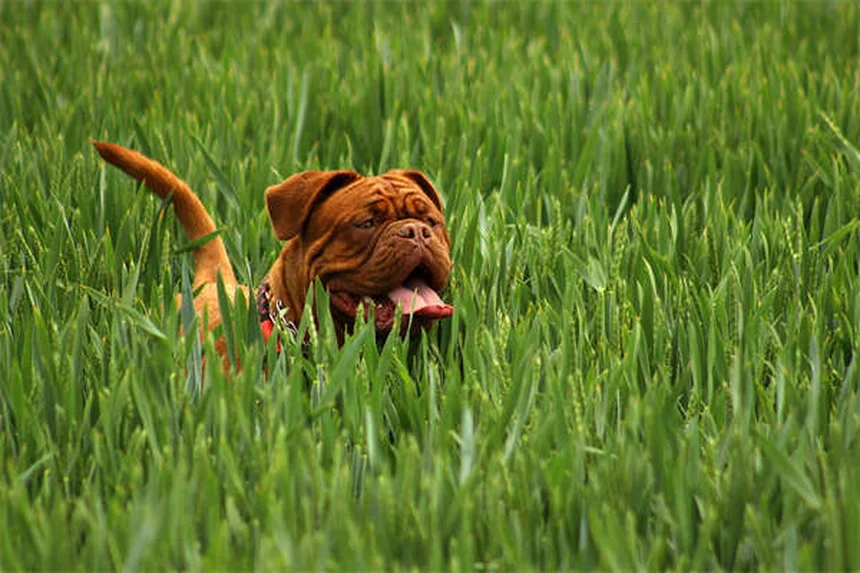 Allergies aux herbes chez les chiens : symptômes et solutions efficaces