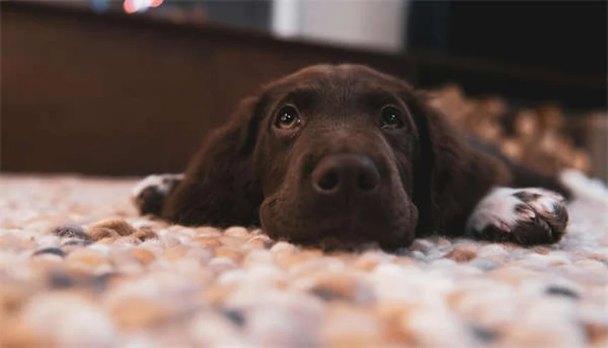 Théophylline pour animaux : guide complet sur ce médicament respiratoire