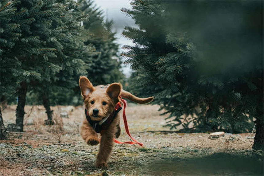 Mon chien éternue sans cesse : son panier est-il en cause ?
