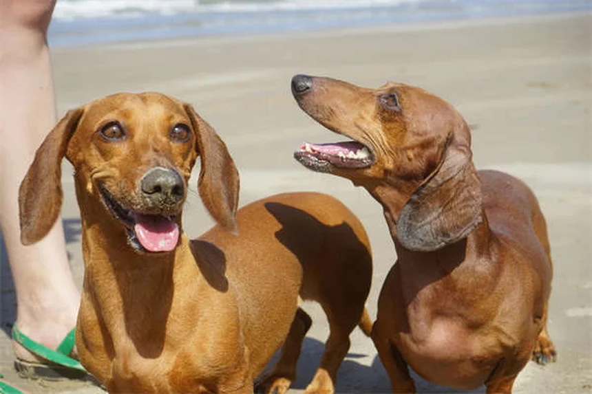 Mon chien éternue sans cesse : son panier est-il en cause ?