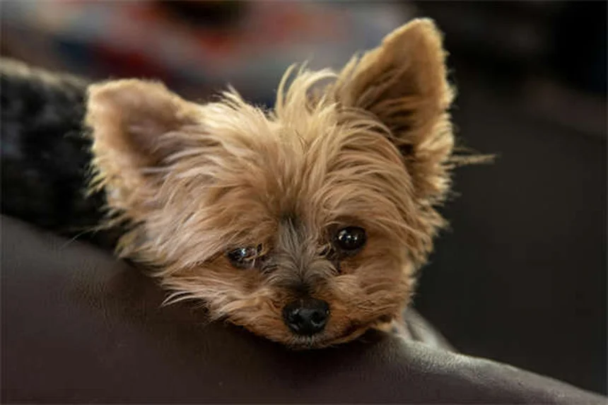Chaton qui fait ses dents : 5 signes à connaître et solutions