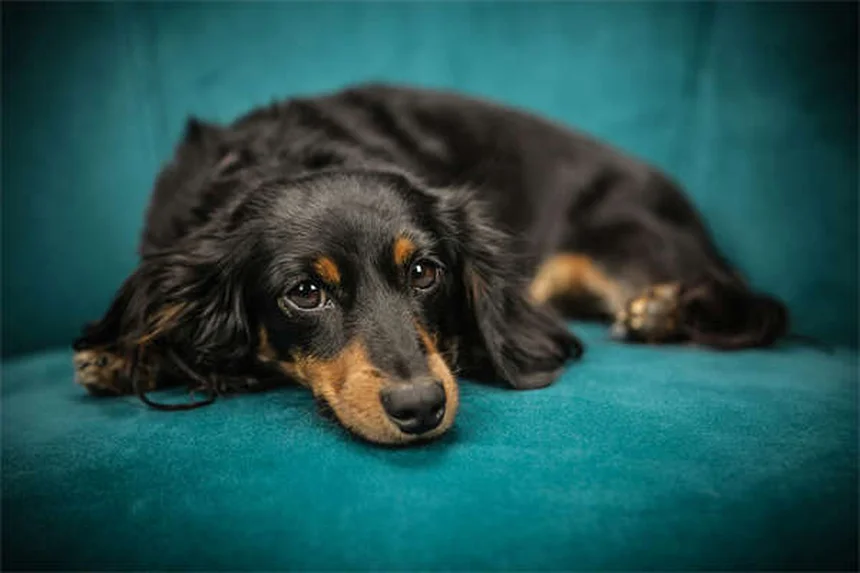 Fumée secondaire : 5 dangers mortels pour vos animaux de compagnie