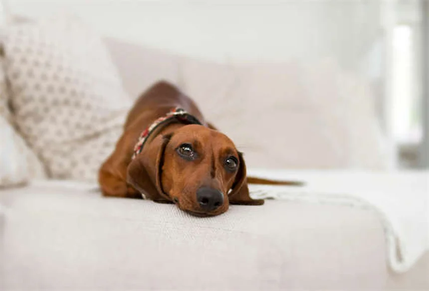 10 bienfaits des promenades pour votre chien que vous ignorez peut-être