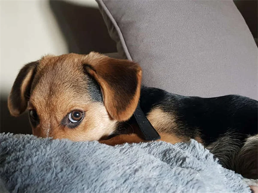 6 exercices avec votre chien pour rester en forme ensemble