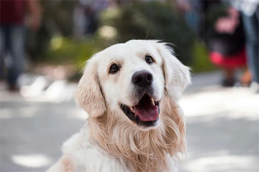 6 exercices avec votre chien pour rester en forme ensemble