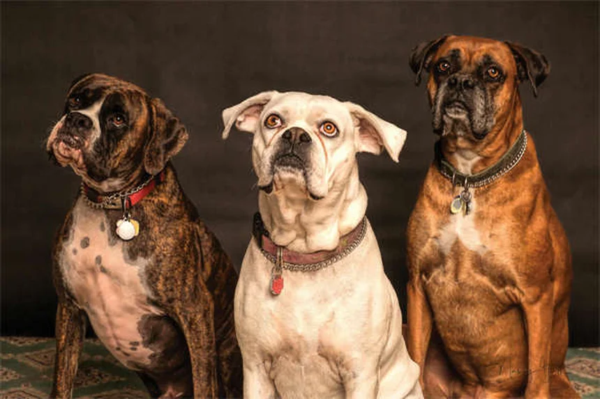 6 exercices avec votre chien pour rester en forme ensemble
