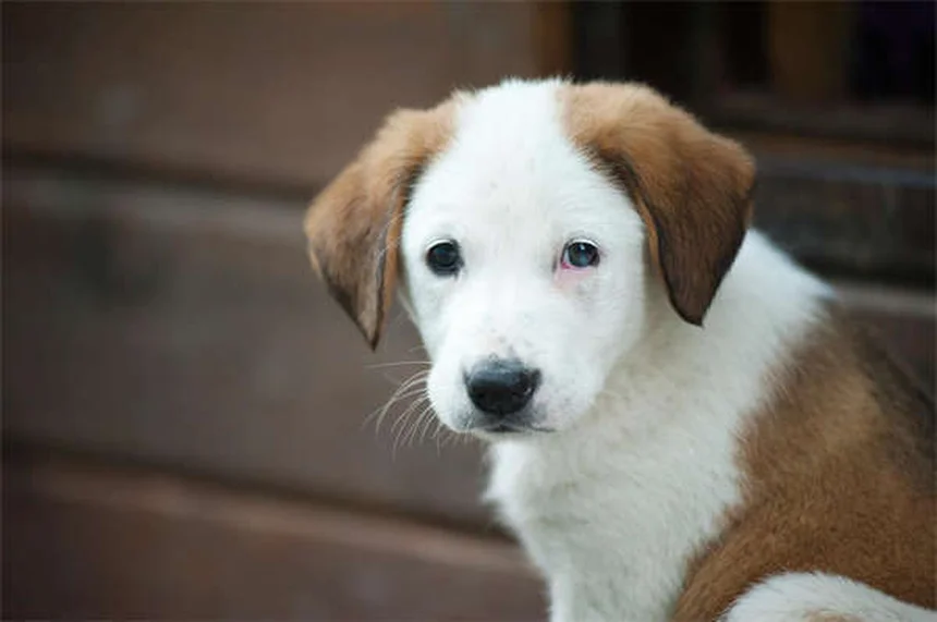 Comment éviter les chutes causées par son animal de compagnie ?