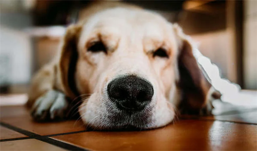 Comment protéger son animal en cas de catastrophe ? 5 conseils vitaux