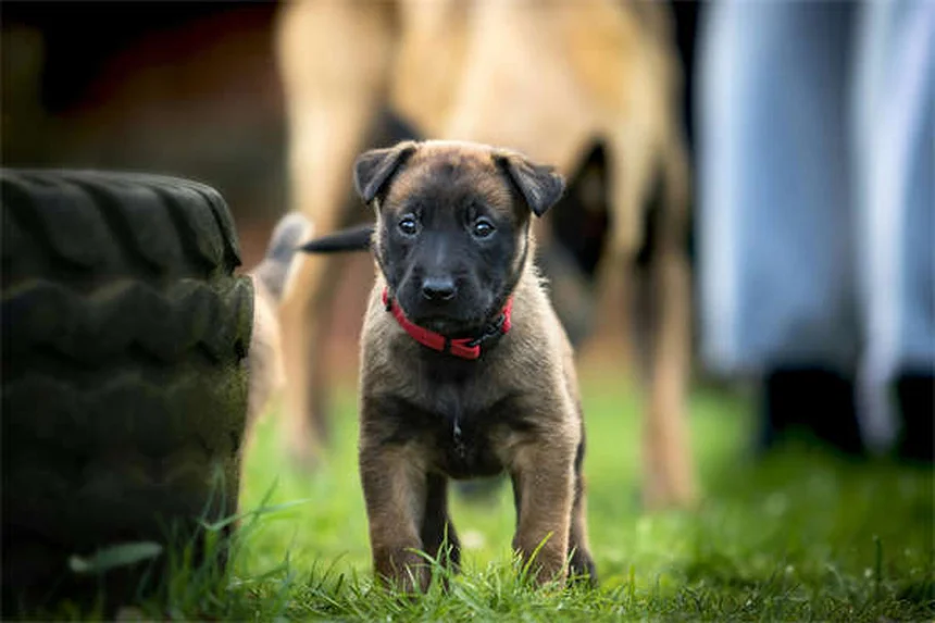 Comment protéger son animal en cas de catastrophe ? 5 conseils vitaux