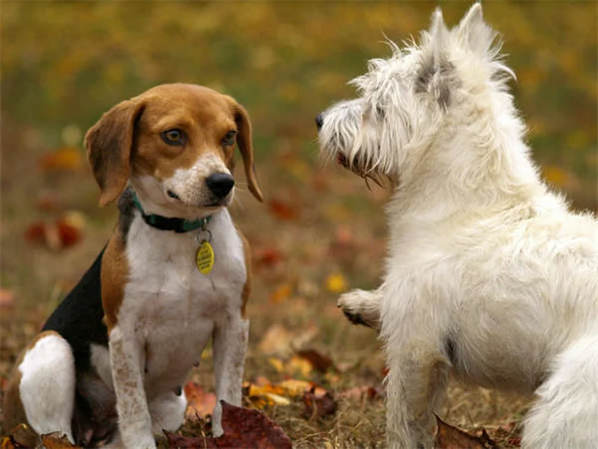 Comment protéger son animal en cas de catastrophe ? 5 conseils vitaux