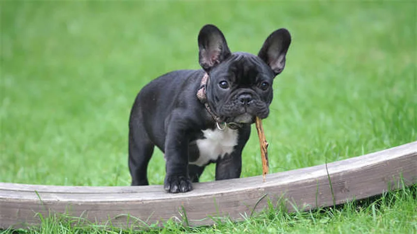 Comment protéger son animal en cas de catastrophe ? 5 conseils vitaux