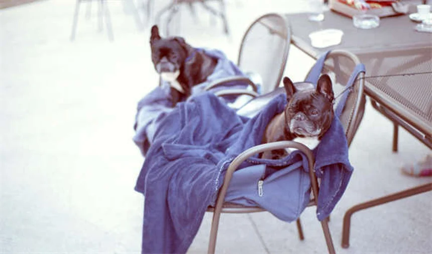 Comment les poissons se reproduisent : 5 faits étonnants à connaître