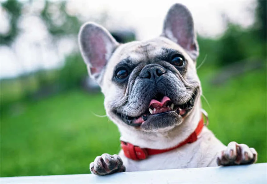 Comment obtenir un animal de soutien émotionnel : guide complet 2024