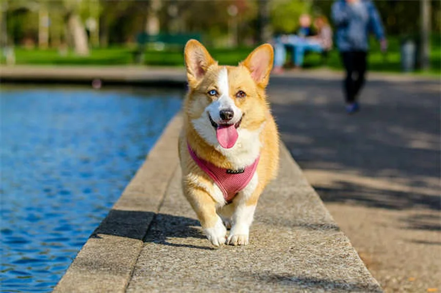 Comment obtenir un animal de soutien émotionnel : guide complet 2024