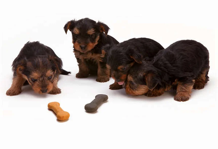 Comment obtenir un animal de soutien émotionnel : guide complet 2024