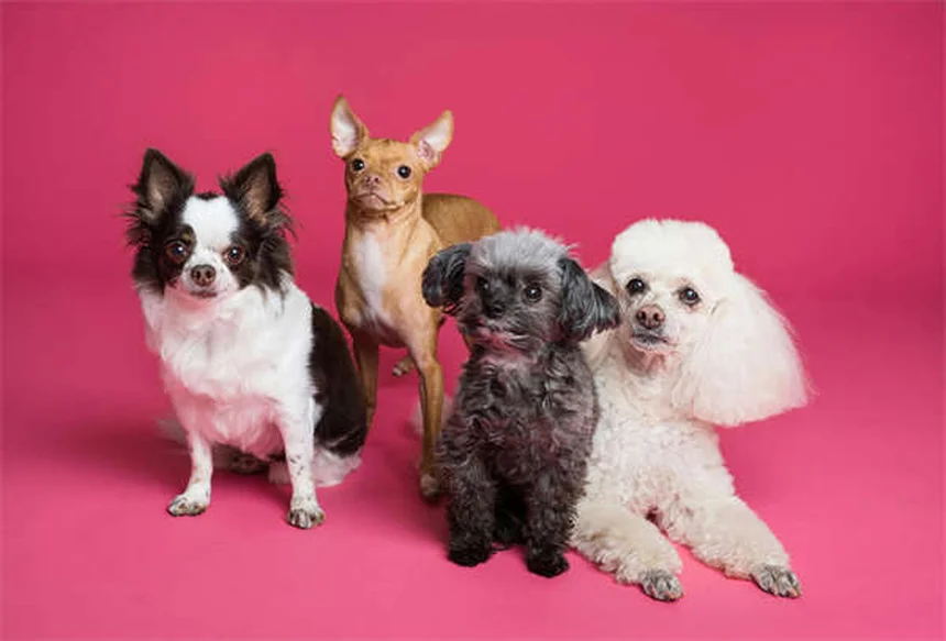 Exercice quotidien pour votre chien : 5 astuces pour renforcer votre complicité