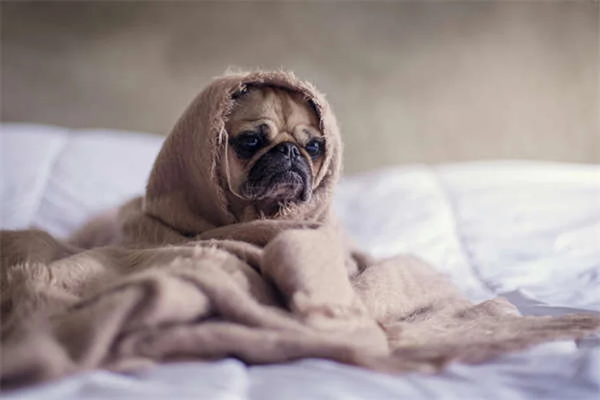 Exercice quotidien pour votre chien : 5 astuces pour renforcer votre complicité