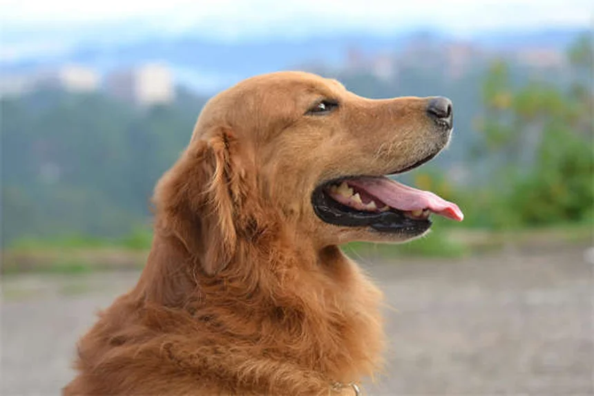 Fondants glacés sans danger pour animaux : le guide complet pour protéger vos compagnons