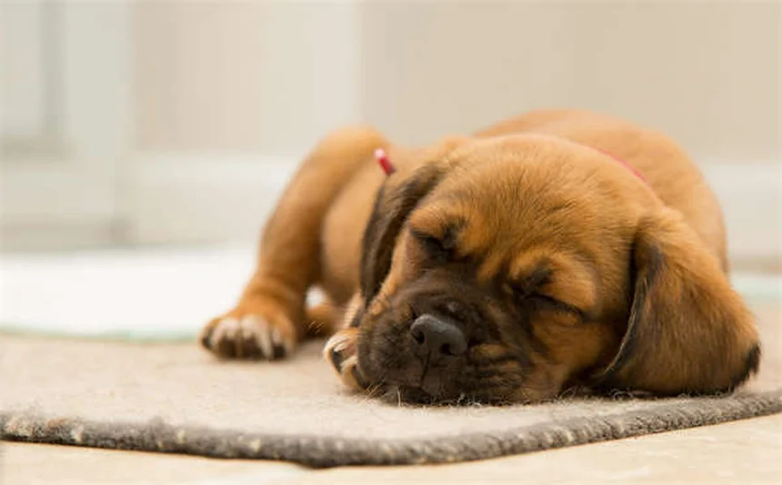 Fondants glacés sans danger pour animaux : le guide complet pour protéger vos compagnons