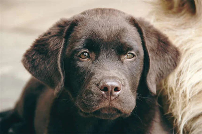 Fondants glacés sans danger pour animaux : le guide complet pour protéger vos compagnons